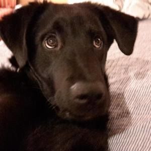 Meet your Posher, Scout